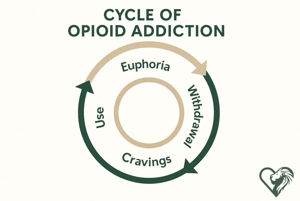 The cycle of opioid addiction: use, euphoria, withdrawal, cravings, use.